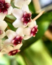 Hoya Golden Eye - Rare Mike Miyashiro Hybrid Vining Plant, 4" Pot