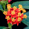 Milkweed Tropical Bloodflower (Asclepias curassavica) Seeds - 100 Seeds, Monarch Host, Non-GMO