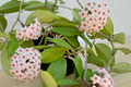 Hoya Carnosa ‘Krimson Princess’ Variegated Wax Plant – Live Plant in 4" Pot
