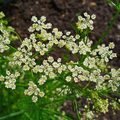 Caraway Seeds (Carum carvi) – 300 Seeds for Planting, Organic, Non-GMO