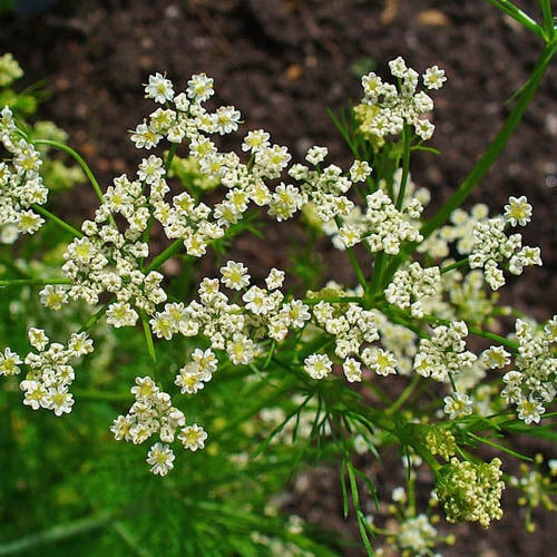 Caraway Seeds (Carum carvi) – 300 Seeds for Planting, Organic, Non-GMO