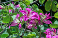 Bauhinia Purpurea Seeds - Orchid Tree, Purple Camel's Foot (10 Seeds)