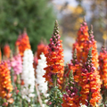 Antirrhinum majus Passion Red Mix Snapdragon Seeds – 1000+ Seeds for Garden & Cut Flowers
