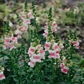 Antirrhinum majus Opus Appleblossom Snapdragon Seeds – 1000+ Soft Pink & White