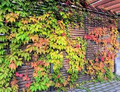 Virginia Creeper Vines (Parthenocissus quinquefolia) Bare Root - 5 Plants, Fast-Growing Climber