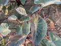 Colocasia esculenta ‘Tropical Storm’ Elephant Ear Bare Root Live Plant – 10”