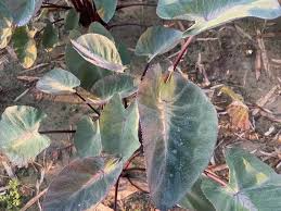 Colocasia esculenta ‘Tropical Storm’ Elephant Ear Bare Root Live Plant – 10”