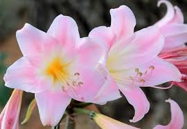 Amaryllis Belladonna Pink Naked Lady Bulb - Starter Plant, Fragrant Pink Blooms, Zones 8-11