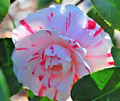 LA Peppermint Camellia japonica Starter Plant (4L) | Fragrant Double Blooms, Evergreen Shrub - Zones 7a-9b
