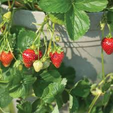 Seascape Strawberry Bareroot Plants - 10 Live Everbearing Plants, Zone 4-9