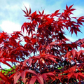 Dwarf Japanese Red Linear-Leaf Maple Seeds (Acer Scolopendrifolium) – 10 Seeds