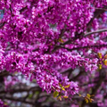 Judas Tree Seeds (Cercis siliquastrum) - Mediterranean Redbud, Fast-Growing & Hardy