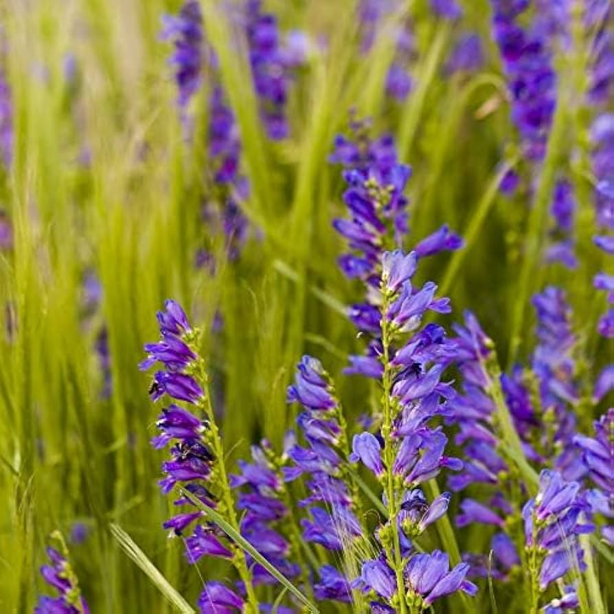 Penstemon Acuminatus Seeds - Sand-dune Beardtongue | Native Perennial Wildflower (50 Seeds)