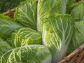 150 Seeds Chinese Cabbage Kogane - Brassica rapa Heirloom Seeds