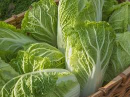 150 Seeds Chinese Cabbage Kogane - Brassica rapa Heirloom Seeds