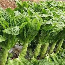 Asparagus Lettuce Seeds - New Yu Mai (Lactuca sativa) 300 Seeds