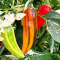 Fish Pepper Seeds - Capsicum annuum Heirloom Hot Pepper (10 Seeds)