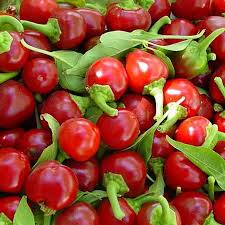 Large Hot Cherry Pepper Seeds (Capsicum annuum) - 250mg, Non-GMO, Medium-Hot for Pickling & Stuffing