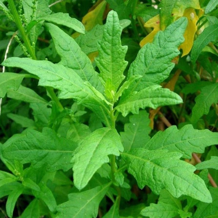 Epazote Seeds (300) | Dysphania ambrosioides | Non-GMO Mexican Culinary Herb