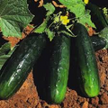 Spacemaster 80 Cucumber - 50 Seeds, Compact Bush Variety for Small Gardens