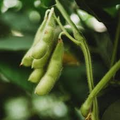 Be Sweet Edamame Soybean Seeds – 10 Non-GMO Glycine max, Easy to Grow