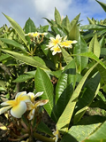 Yellow Plumeria (Frangipani) Starter Cutting - 10" Unrooted, Hawaii Grown