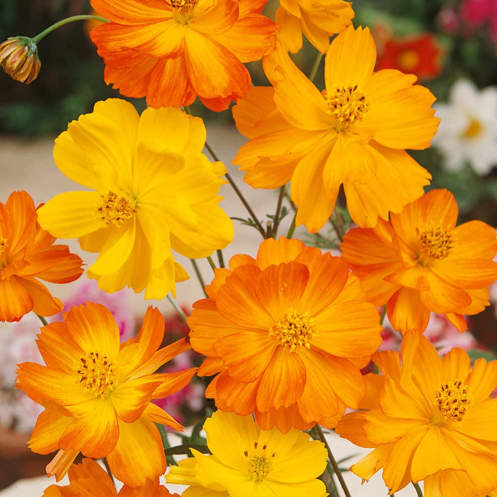 Bright Lights Cosmos (Cosmos sulphureus) 50 Seeds – Orange & Yellow, Easy to Grow