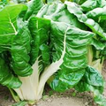 Fordhook Swiss Chard Seeds (1 Gram) - Beta vulgaris Heirloom