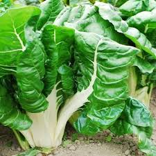 Fordhook Swiss Chard Seeds (1 Gram) - Beta vulgaris Heirloom