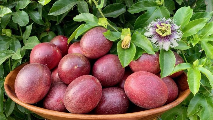 Purple Edulis Passion Fruit Seeds - Passiflora edulis | 10 Seeds