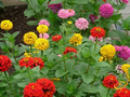 Zinnia Painted Wagons Rainbow Mix - 200 Seeds | Zinnia elegans