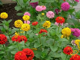 Zinnia Painted Wagons Rainbow Mix - 200 Seeds | Zinnia elegans