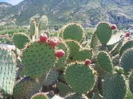 Opuntia Oricola Chaparral Prickly Pear Cactus Pad Cutting — 5-7" Tall, LA Origin