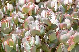 Crassula Arborescens ‘Silver Dollar’ - 3 Unrooted Cuttings (2-4") | Rare Blue-Green Succulent