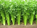 Chinese Celery Seeds - Heirloom, Non-GMO, Aromatic & Flavorful (5,000 Seeds)