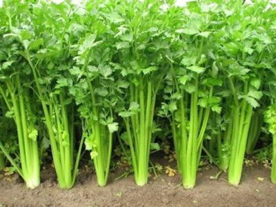 Chinese Celery Seeds - Heirloom, Non-GMO, Aromatic & Flavorful (5,000 Seeds)