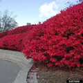 Burning Bush (Euonymus alatus) 1-2 Yr Old Live Shrub | Semi-Bare Root
