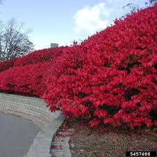Burning Bush (Euonymus alatus) 1-2 Yr Old Live Shrub | Semi-Bare Root