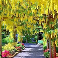 Laburnum anagyroides Golden Chain Tree Seeds - 10 Seeds, Wisteria-Like Golden Flowers, Zones 5-7