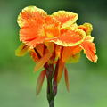Canna Lily Pretoria Bengal Tiger - 1 Live Bulb, Orange Variegated Tall Perennial