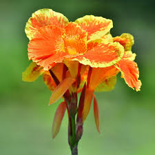 Canna Lily Pretoria Bengal Tiger - 1 Live Bulb, Orange Variegated Tall Perennial