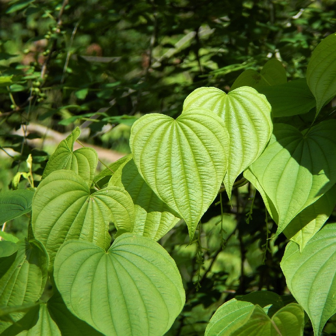 Wild Yam Plants (Dioscorea villosa) Bare Root - 10 Perennial Vines, Organic