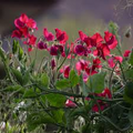 Topsy Sweet Pea Seeds - Crimson Red Climbers for Trellises & Cut Flowers | 50+ Seeds