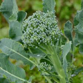 Broccoli Green Sprouting Calabrese Seeds - 1g, Heirloom Italian, High-Yield