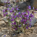 Penstemon wilcoxii (Wilcox's Penstemon) Seeds - 100mg, Native Perennial Wildflower