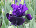 Bearded Iris Midnight Treat - Bearded Iris (Iris germanica) Bare Root Rhizome, Purple & Black, 36"
