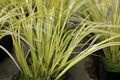 Golden Variegated Sweet Flag Grass (Acorus gramineus 'Ogon') - Potted Starter Plant