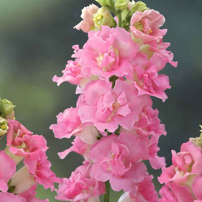 Legend Double Pink Snapdragon Seeds (1000) - Antirrhinum majus