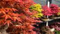 Acer tegmentosum (Tiger Striped Maple) Seeds - 10 Seeds for Planting