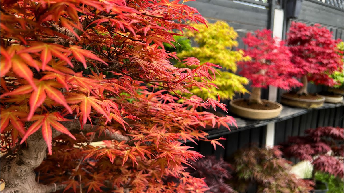 Acer tegmentosum (Tiger Striped Maple) Seeds - 10 Seeds for Planting
